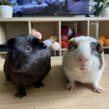 Gazpacho & Marzipan