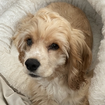 Gus