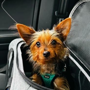 Louie